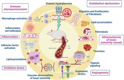 Integrated metabolomics and transcriptomics analysis reveals the mechanism of Tangbi capsule for diabetic lower extremities arterial disease